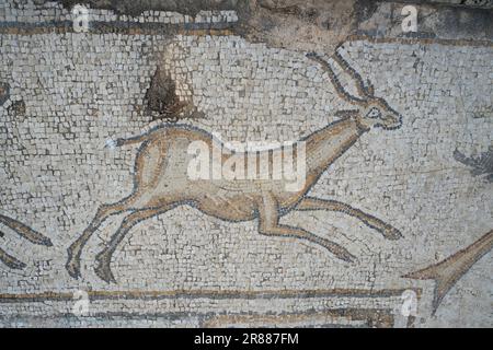 Césarée, Israël - 4 août 2022 : un détail antilope sur l'ancien sol en mosaïque du manoir 'Mosaïque des oiseaux', Césarée, Israël. Banque D'Images