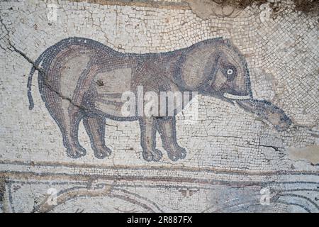 Césarée, Israël - 4 août 2022 : un détail éléphant sur l'ancien sol en mosaïque du manoir 'Mosaïque des oiseaux', Césarée, Israël. Banque D'Images