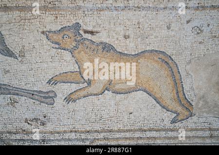 Césarée, Israël - 4 août 2022 : un détail ours sur l'ancien sol en mosaïque du manoir 'Mosaïque d'oiseau', Césarée, Israël. Banque D'Images