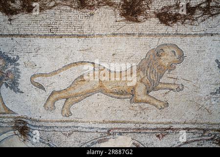 Césarée, Israël - 4 août 2022 : un détail lion sur l'ancien sol en mosaïque du manoir 'Mosaïque des oiseaux', Césarée, Israël. Banque D'Images