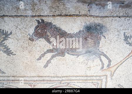 Césarée, Israël - 4 août 2022 : un détail sanglier sur l'ancien sol en mosaïque du manoir « Mosaïque des oiseaux », Césarée, Israël. Banque D'Images