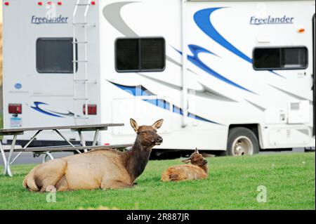 Wapiti, femme et jeune, devant une camionnette de camping, parc national de Yellowstone, Wyoming (Cervus elaphus canadensis), wapiti américain (Cervus canadensis), États-Unis Banque D'Images