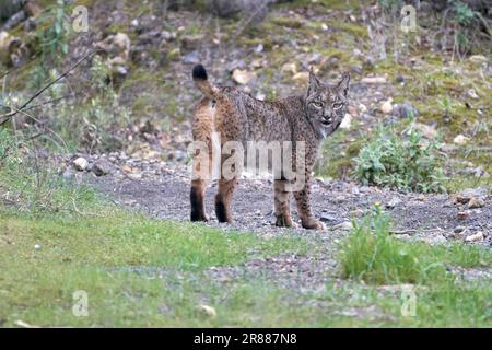 Un lynx ibérique marchant dans la forêt de Sierra Morena en Andalousie, Espagne. Banque D'Images