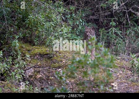 Un lynx ibérique marchant dans la forêt de Sierra Morena en Andalousie, Espagne. Banque D'Images