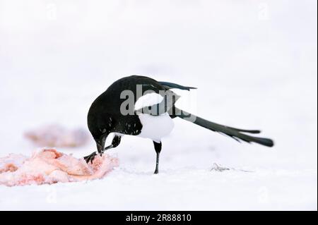 Magpie (Pica pica) sur carcasse, Rhénanie-du-Nord-Westphalie, Allemagne Banque D'Images