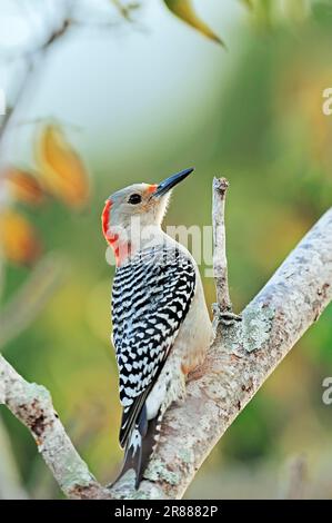 Pic à ventre rouge (Melanerpes carolinus), femelle, parc national des Everglades, Floride, États-Unis Banque D'Images