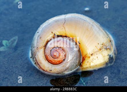 Escargot de pomme (Pomacea canaliculata), Floride, États-Unis, coquille d'escargot Banque D'Images