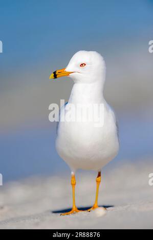 Le goéland à bec cerclé (Larus delawarensis), Sanibel Island, Floride, USA Banque D'Images