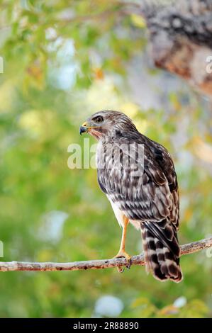 Faucon à épaulettes (Buteo lineatus), juvénile, Parc national des Everglades, Floride, États-Unis Banque D'Images