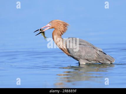 Egret rougeâtre (Egretta rufescens) avec poisson saisi, Floride, États-Unis (Dichromanassa rufescens), côté Banque D'Images