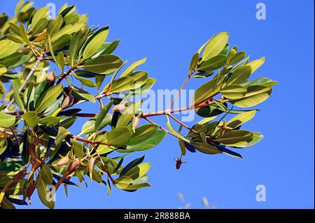 Mangrove rouge (Rhizophora mangle), branche avec semis, île de Sanibel, Floride, États-Unis, semis Banque D'Images