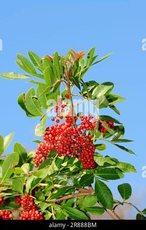 Poivre brésilien (Schinus terebithifolius), Floride, poivre rose, fruit de Noël, Etats-Unis Banque D'Images