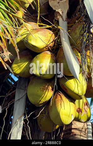 Cocotier (Cocos nucifera), coco, le parc national des Everglades, Florida, USA Banque D'Images