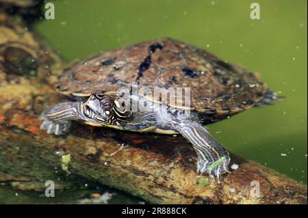 Tortue géographique commune (Graptemys geographica), tortue septentrionale Banque D'Images