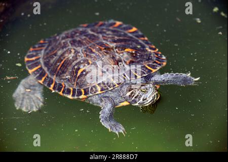 Tortue peinte de l'Ouest (Chrysemys picta bellii) Banque D'Images