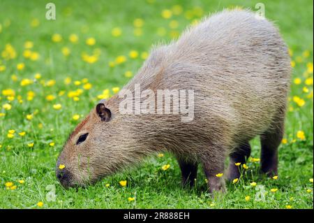 Capybara (Hydrochaeris hydrochaeris) (Hydrochoerus capybara), Carpincho Banque D'Images