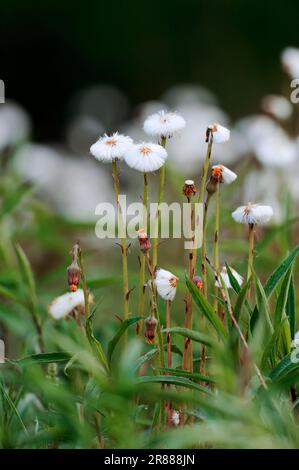 Coltsfoot (Tussilago farfara), têtes de graines, Rhénanie-du-Nord-Westphalie, Allemagne Banque D'Images