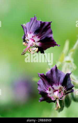Bec de canneberges, bec de canneberges, deuil (Geranium phaeum) veuve Banque D'Images
