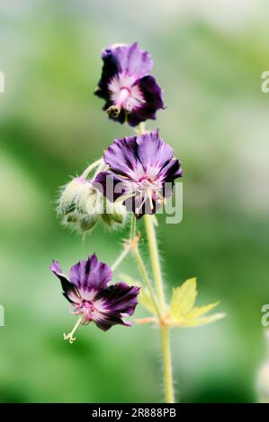 Bec de canneberges, bec de canneberges, deuil (Geranium phaeum) veuve Banque D'Images