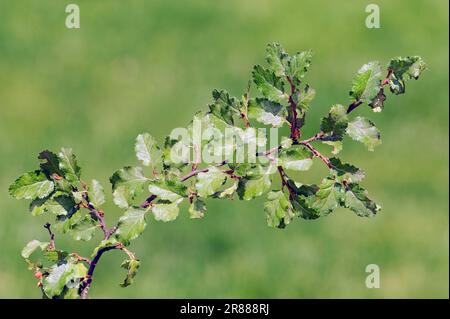 Hêtre du Sud, faux hêtre, hêtre de l'antarctique (Nothofagus antarctique) Banque D'Images