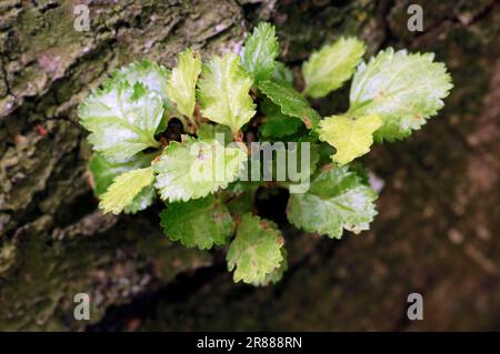 Hêtre méridional, feuilles, hêtre faux, hêtre antarctique (Nothofagus antarctique) Banque D'Images