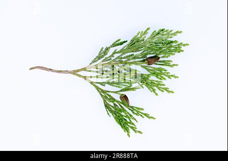 Arborvitae (Thuja occidentalis), branche avec cônes, commune Thuja Banque D'Images