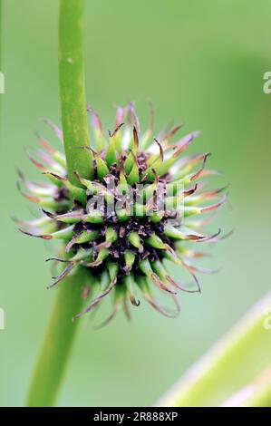 Burdock ramifié, bur-Reed simple (Sparganium erectum), Sparganiaceae, Allemagne Banque D'Images