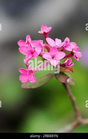 Fleur de Garland (Daphne cneorum), Rose daphne, fleur de Garland, Rock daphne Banque D'Images