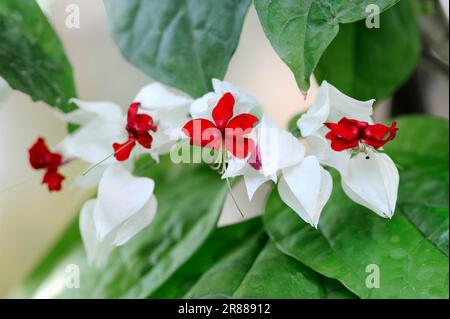 Cœur de saignement Gloribower (Clerodendrum thomsoniae), cœur de saignement Vine, gloire Bower Banque D'Images