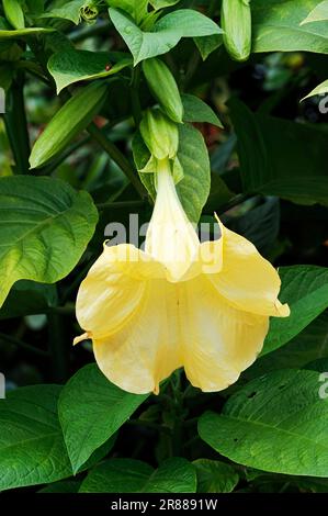 Trompette de Golden Angel (Brugmansia aurea), trompette de Yellow Angel Banque D'Images