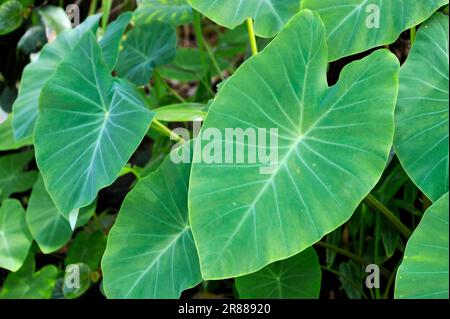 Taro (Colocasia esculenta), cocoyam, Taioba, Eddro, dasheen Banque D'Images