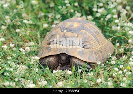 Tortue de Herman (Testudo hermanni boettgeri), tortue des Boettgers, tortue grecque, Grèce Banque D'Images