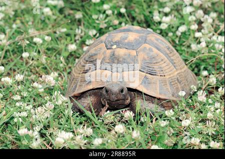 Tortue de Herman (Testudo hermanni boettgeri), tortue des Boettgers, tortue grecque, Grèce Banque D'Images