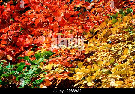 L'ironwood perse (Parrotia persica), feuillage en automne, Rhénanie-du-Nord-Westphalie, Parrotia, Allemagne Banque D'Images