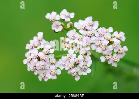 Arrow rouge pâle, Rhénanie-du-Nord-Westphalie (Achillea roseoalba) (Achillea roseo-alba), Arrow rouge du pré Pale, Arrow rouge du vrai Pale, Allemagne Banque D'Images