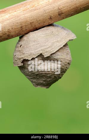 Guêpe saxonne (Dolichovespula saxonica), nid, Rhénanie-du-Nord-Westphalie, nid de guêpe, Allemagne Banque D'Images