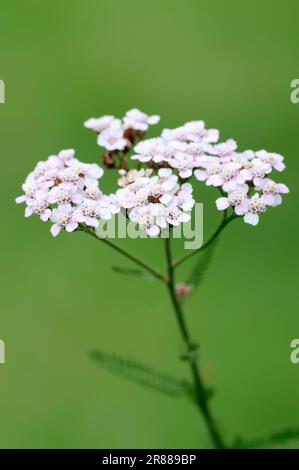 Rhénanie-du-Nord-Westphalie, Allemagne (Achillea roseoalba) (Achillea roseo-alba) Banque D'Images