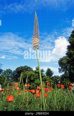 Lily de la queue de bœuf himalayenne (Eremmurus himalaicus) Banque D'Images