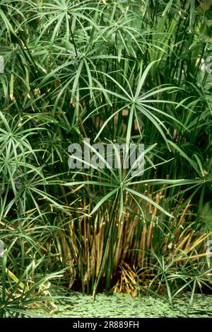 Papyrus de parapluie (Cyperus alternifolius) (Cyperus involucratus), papyrus de parapluie, perlule de parapluie Banque D'Images