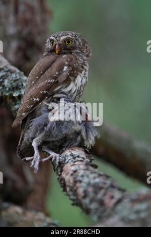 Hibou pygmée (Glaucidium passerinum) avec proie, Carinthie, Autriche Banque D'Images