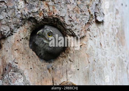 Jeune hibou pygmée (Glaucidium passerinum), vue hors trou de nid, Carinthie, Autriche Banque D'Images