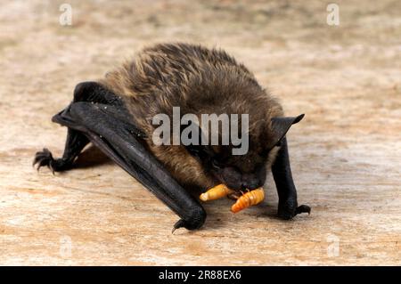 La chauve-souris Serotine (Eptesicus serotinus) mange de la méalse, de la chauve-souris à ailes larges, de la chauve-souris à ailes larges, détachée Banque D'Images