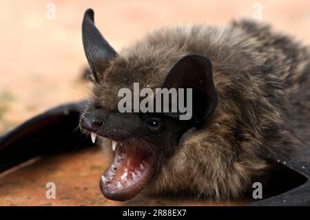 Chauve-souris (Eptesicus serotinus), chauve-souris à ailes larges, chauve-souris à ailes larges Banque D'Images