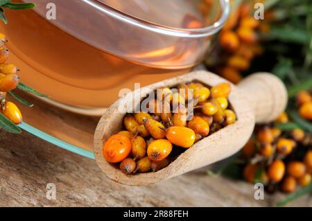 Tasse de thé d'argousier (Hippophae rhamnoides) Banque D'Images