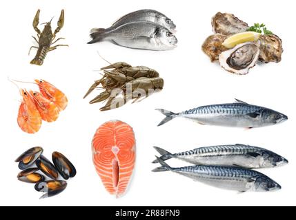 Collage avec différents fruits de mer sur fond blanc Banque D'Images