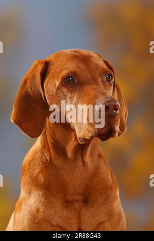 Magyar Vizsla, 12 ans, Shorthaéred Hungarian Pointing Dog, vieux chien Banque D'Images