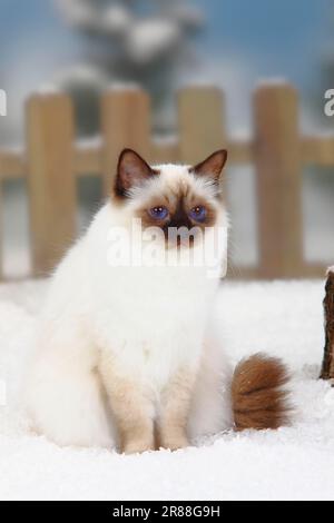 Le chat sacré de Birmanie, point de chocolat, Birmanie Banque D'Images