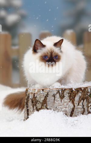 Le chat sacré de Birmanie, point de chocolat, Birmanie Banque D'Images