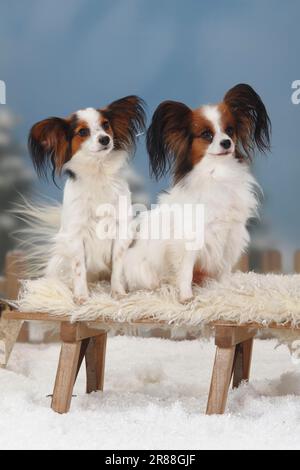 Papillons, chiots aux papillons, Spaniels continentaux de Dwarf Banque D'Images