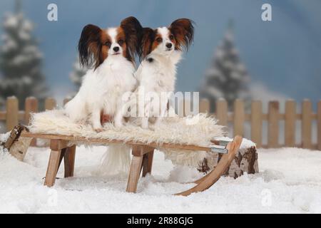 Papilons, chiots aux papillons, épagneul continental de Dwarf, luges Banque D'Images